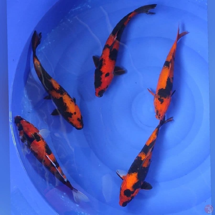 HIUTSURI 28-33CM 5EKOR