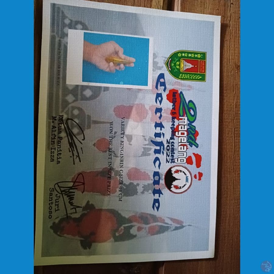 ready jogja best in size 12 cm