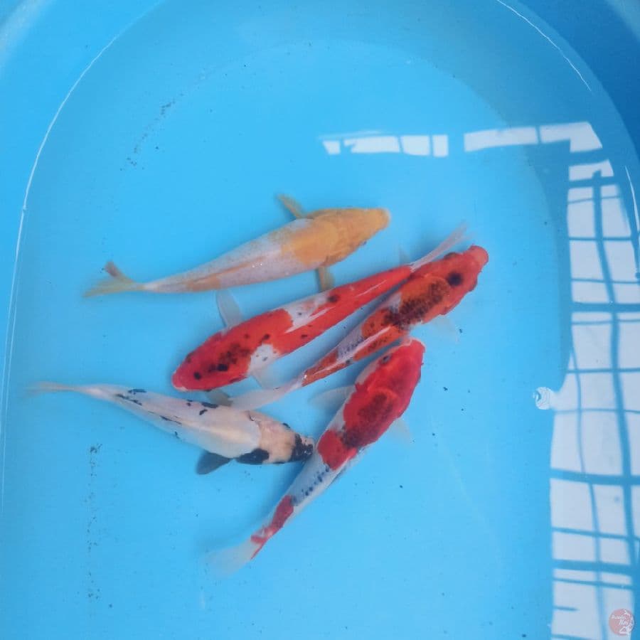 Paket Mix 5 ekor 21-24 cm