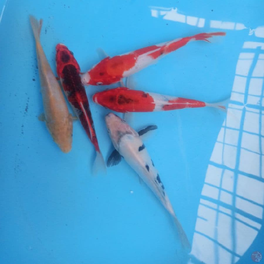 Paket Mix 5 ekor 20-22 cm