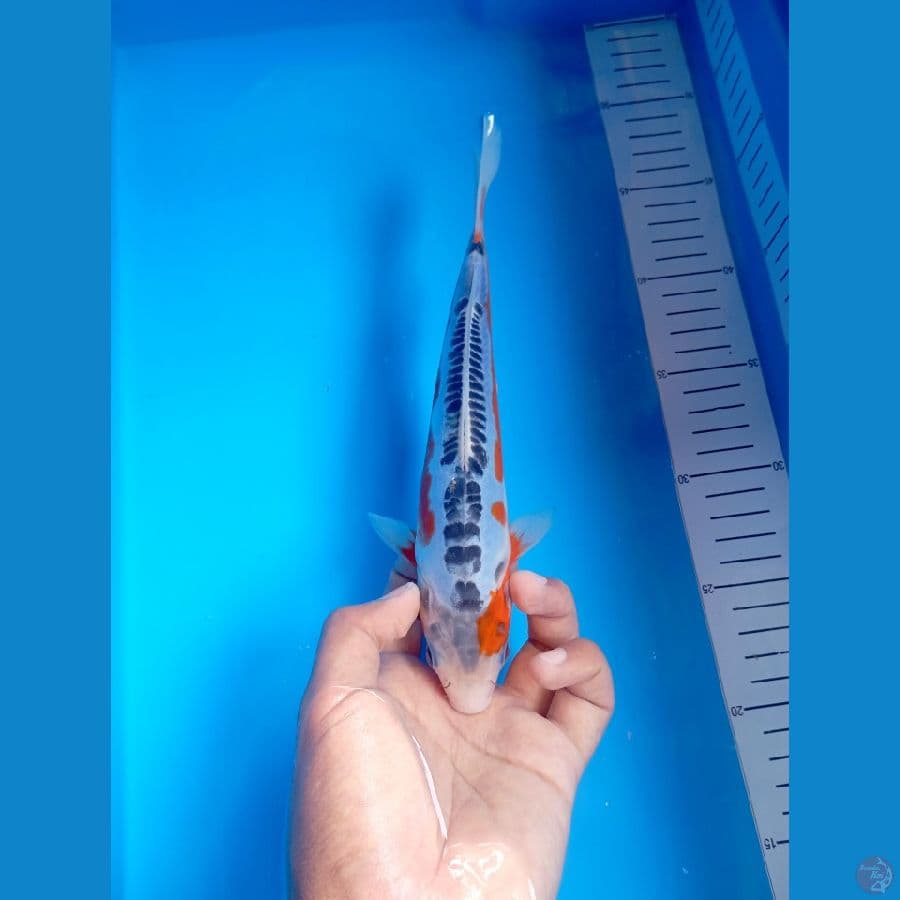 Bahan Keep Shusui 23Cm