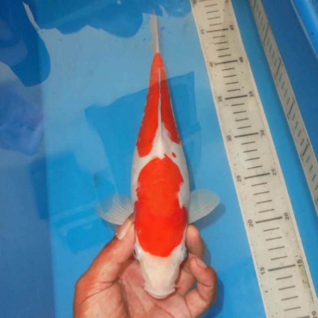 2 STEP KOHAKU ALUS