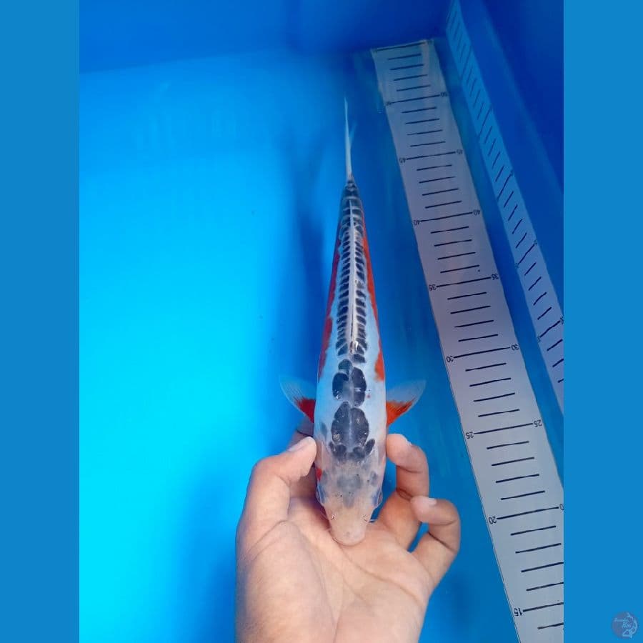 Shusui SQ 28Cm