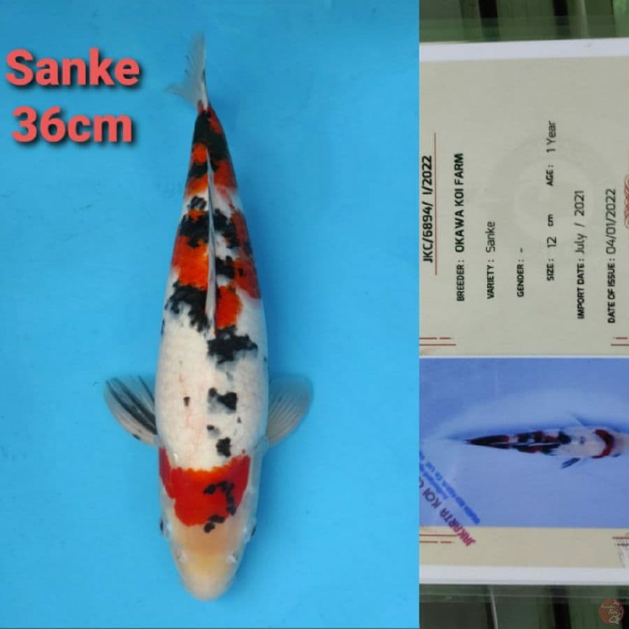 OKAWA SANKE 36CM SERTI