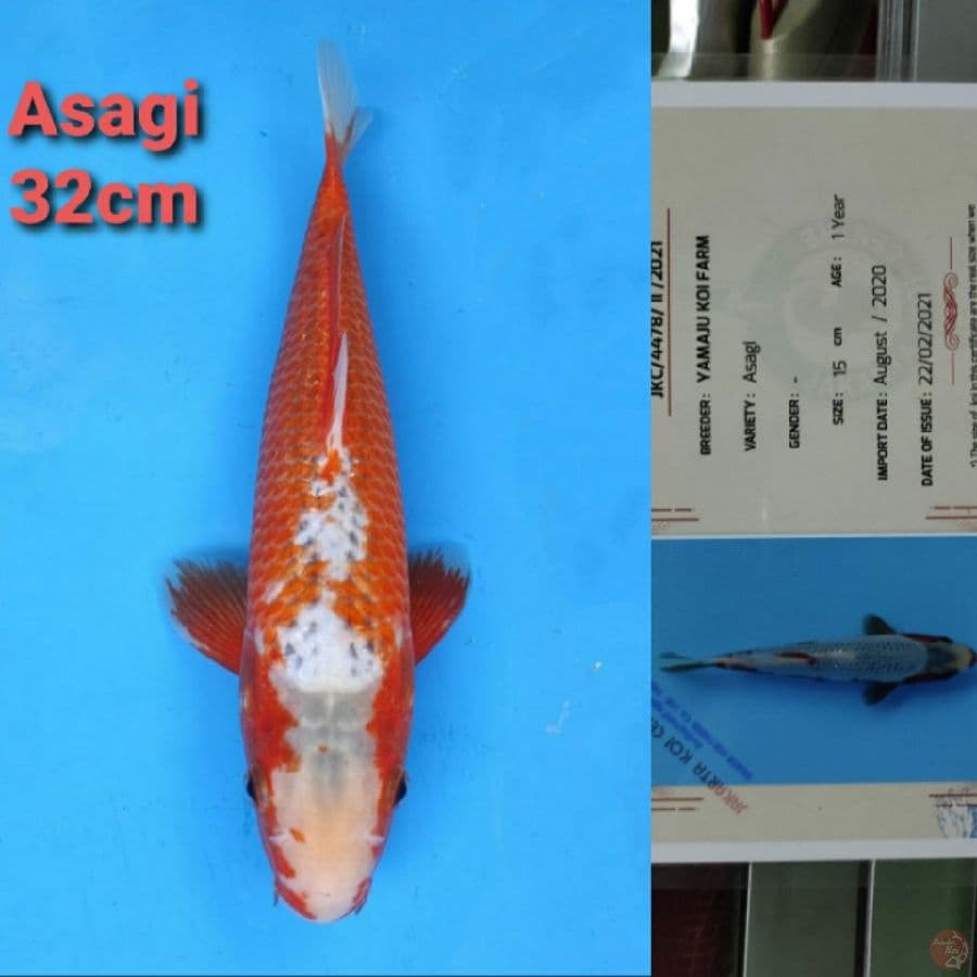 YAMAJYU ASAGI 32CM SERTI