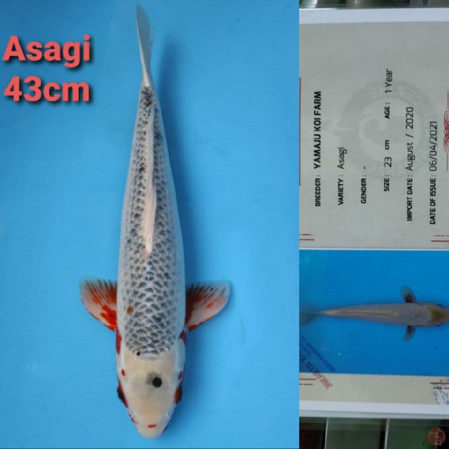 YAMAJYU ASAGI 43CM SERTI