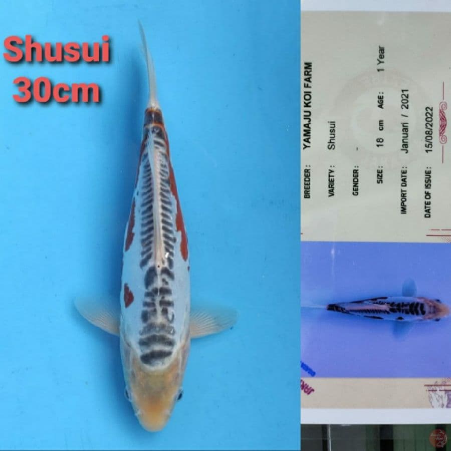 YAMAJYU SHUSUI 30CM SERTI