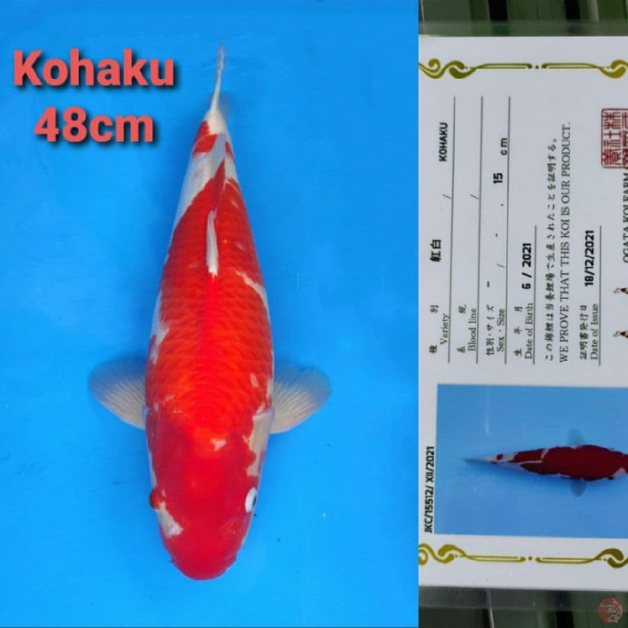 OGATA KOHAKU 48CM SERTI