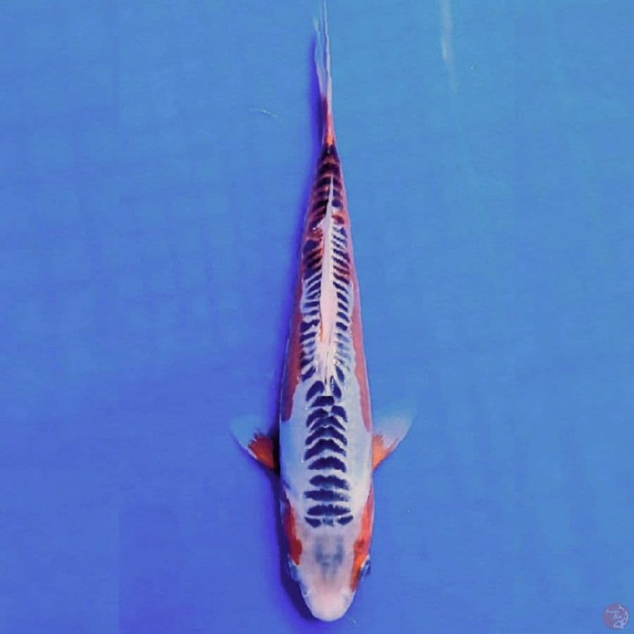 25 cm 