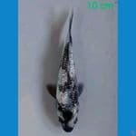 10 cm 