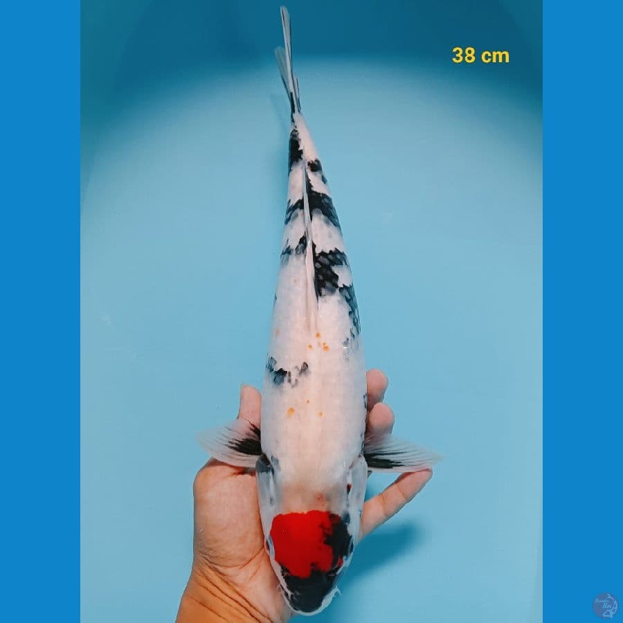 Tancho showa 38 cm