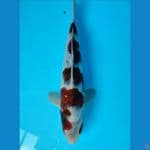 goromo ciamik 25 cm