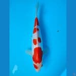 DOITSU KOHAKU 25 CM