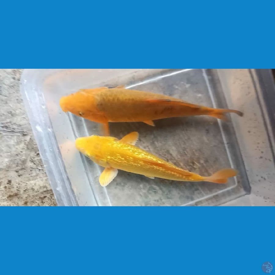 karashi karamel 20 cm