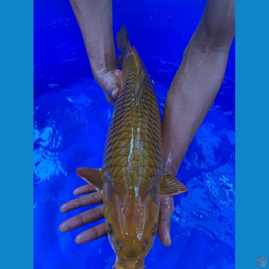 cagoi tembaga 55cm male munuk