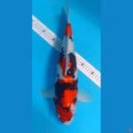 SHOWA MALE 48cm