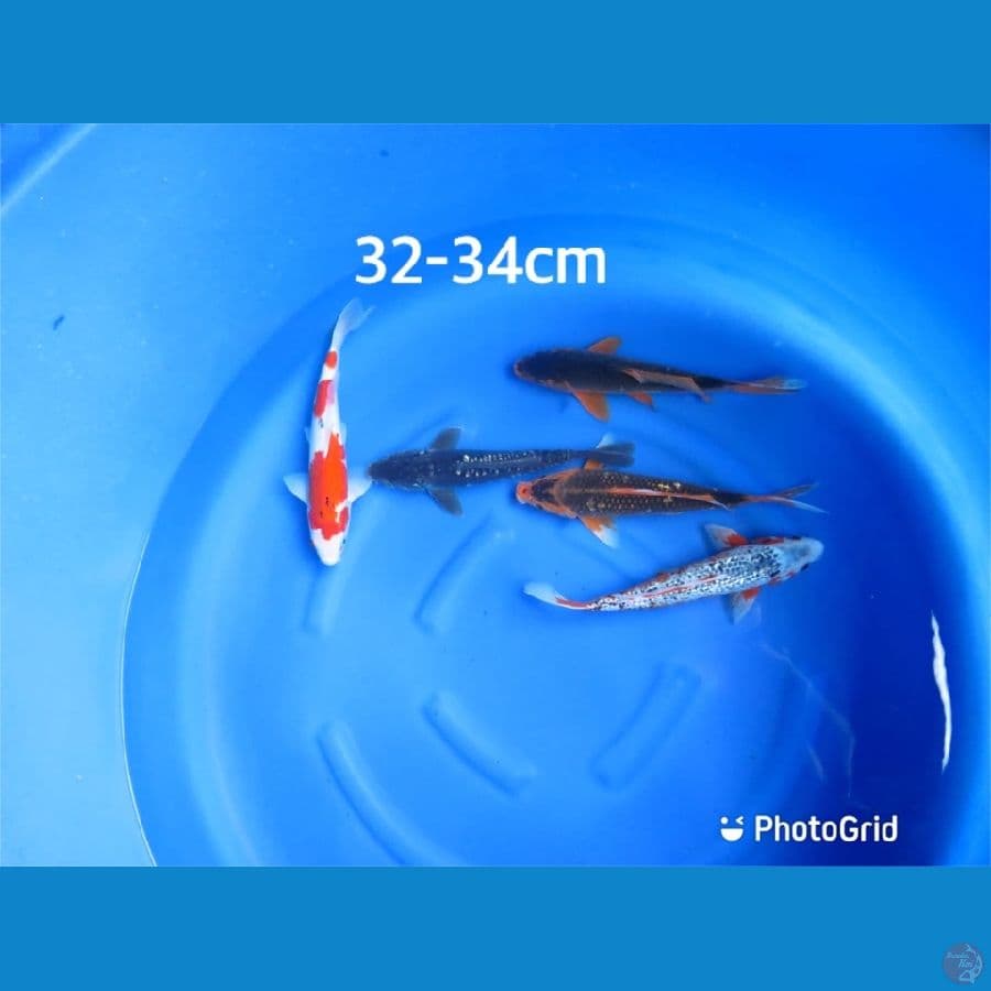 Mix koi