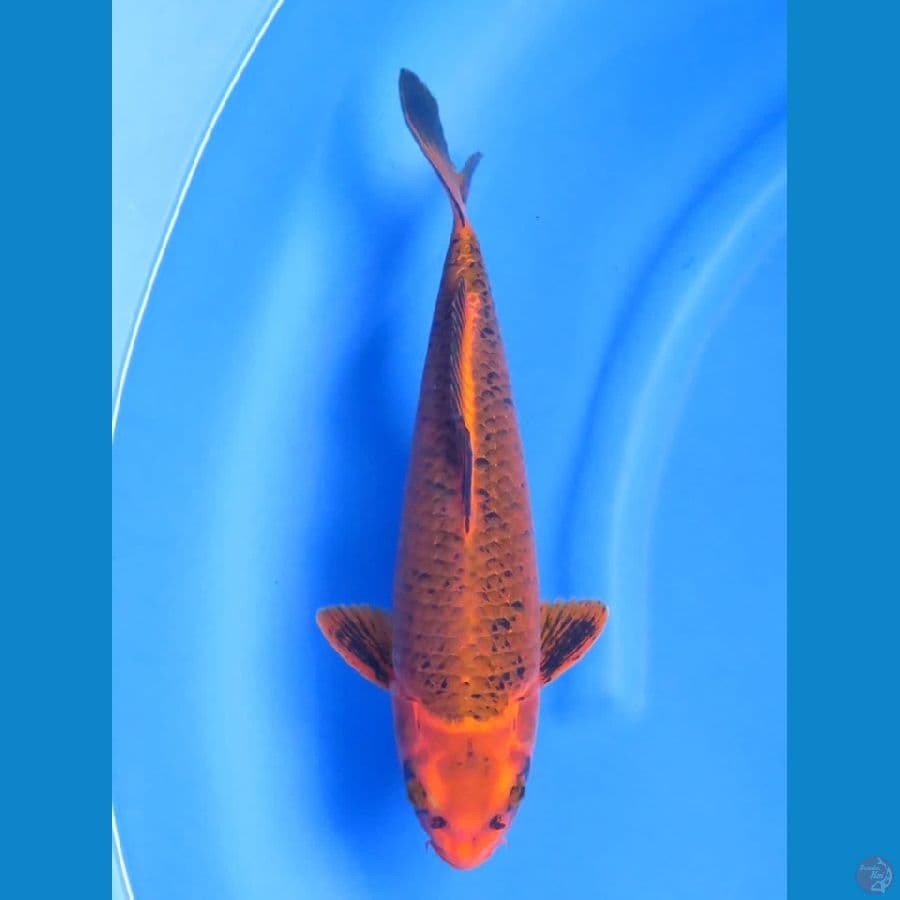 35cm , Kawarimono 