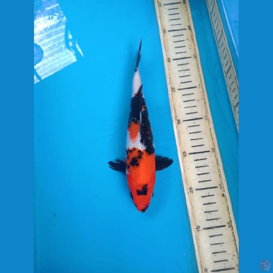 showa size 24cm