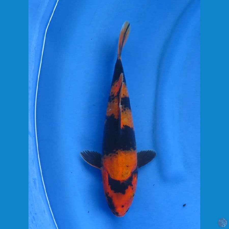 30cm , Hi Utsuri Male
