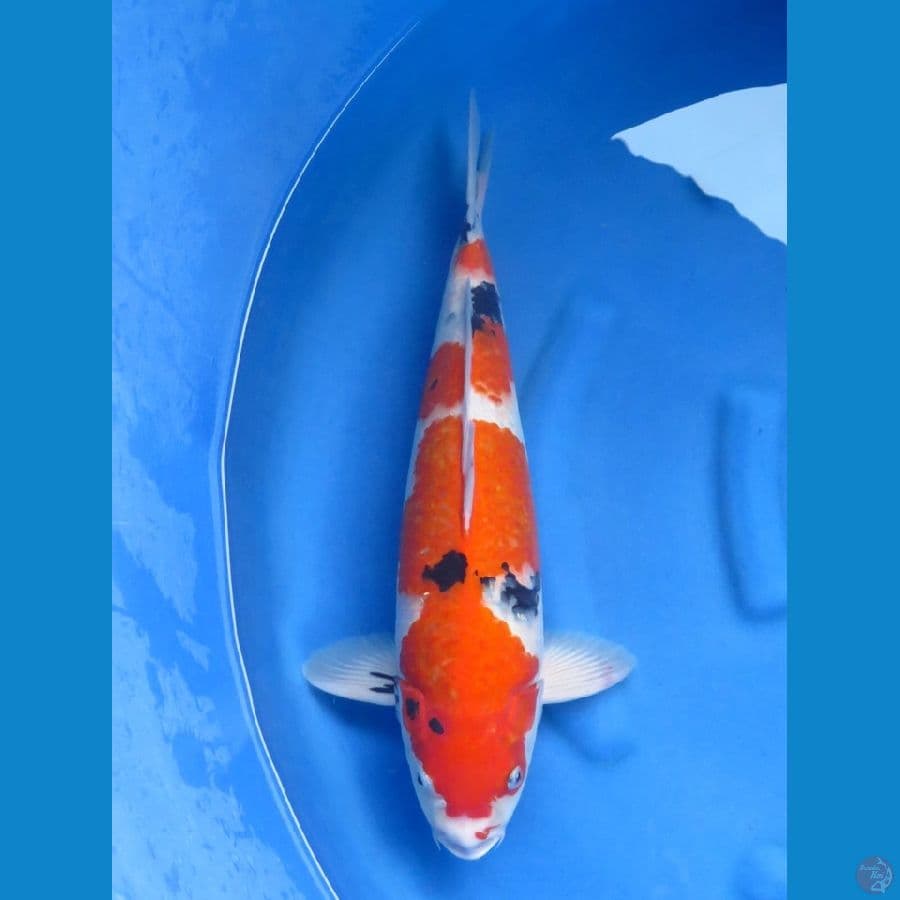 53cm , Super Male Sanke