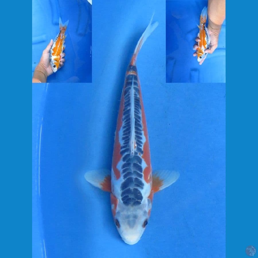 30cm , Shusui male hq 