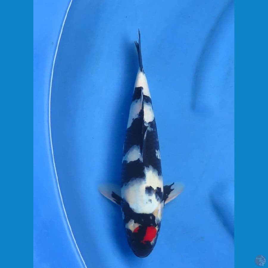 31cm , male Tancho Ori