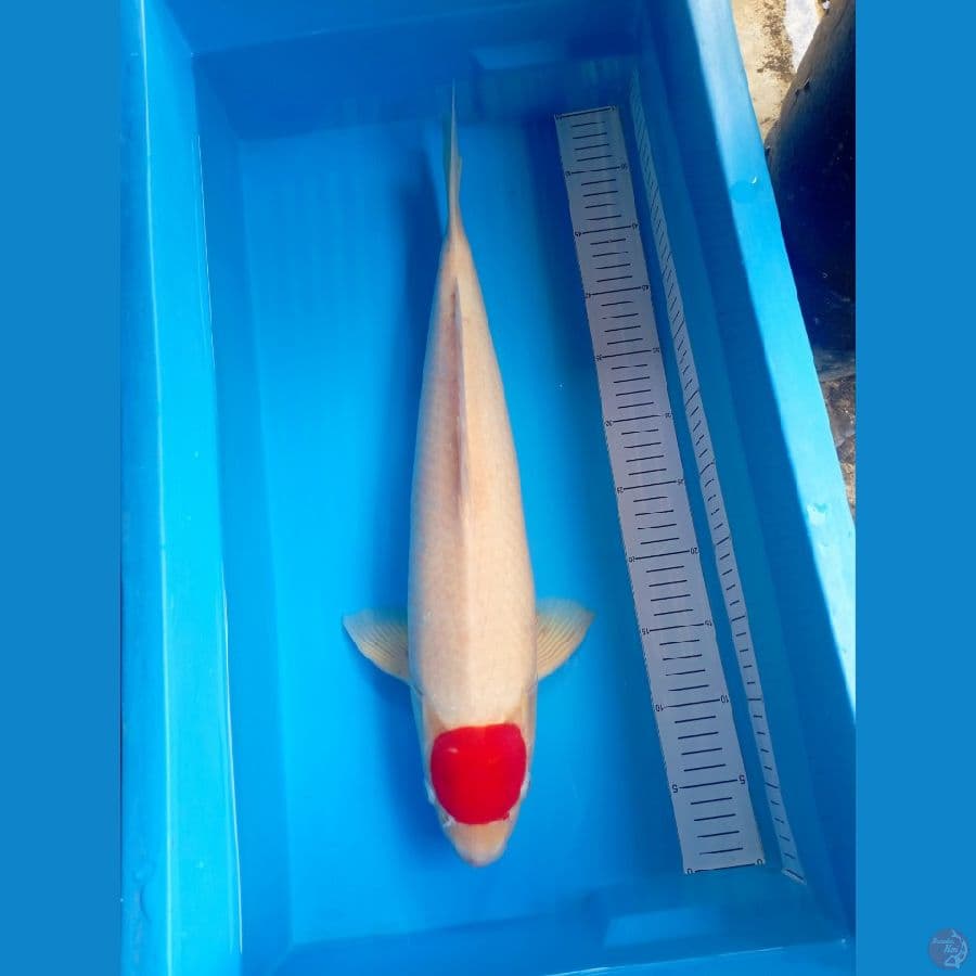 M 55Bu #Tancho Kohaku
