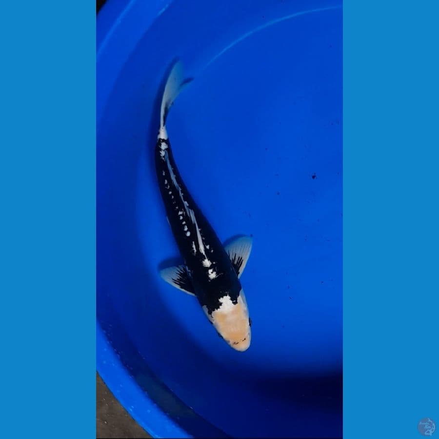 KUMONRYU 35cm