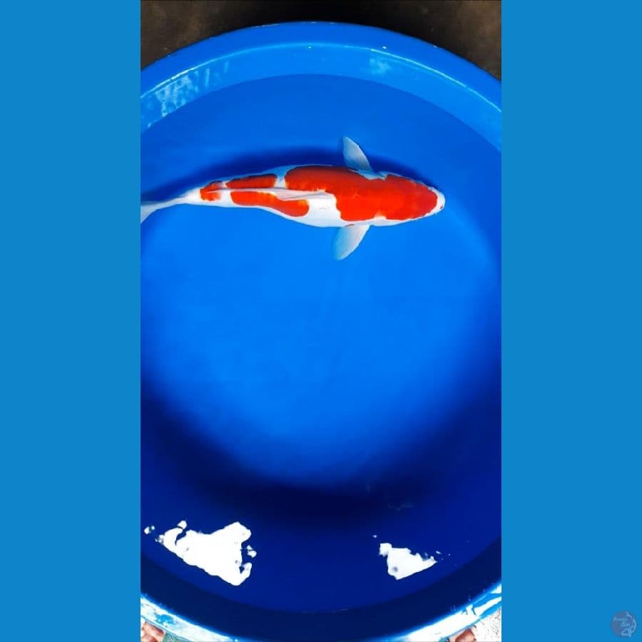 KOHAKU DOITSU 40CM