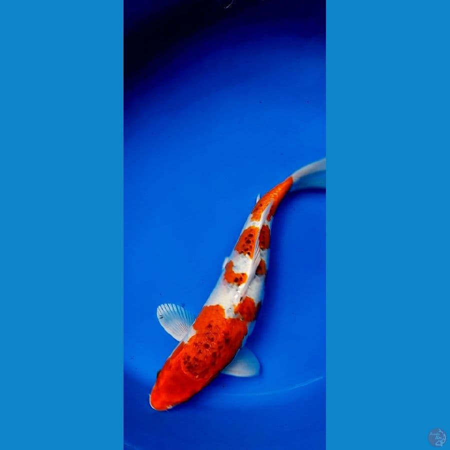 GHOSIKI 38CM