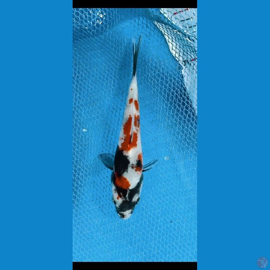 12CM