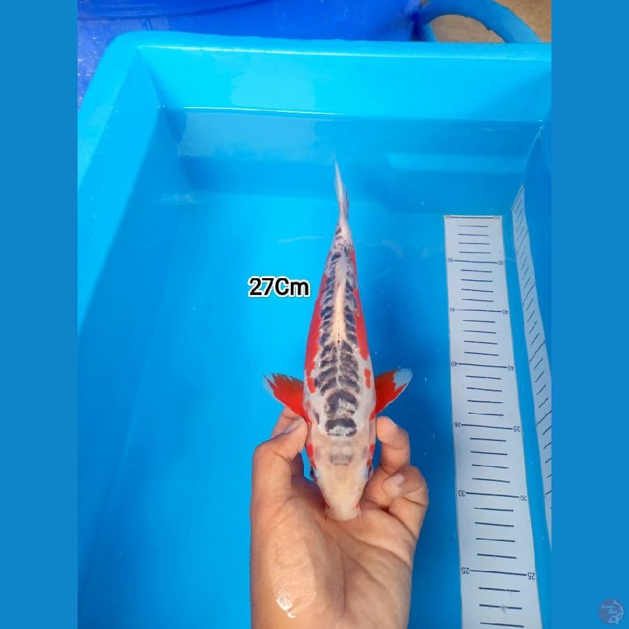 27Cm #Shusui