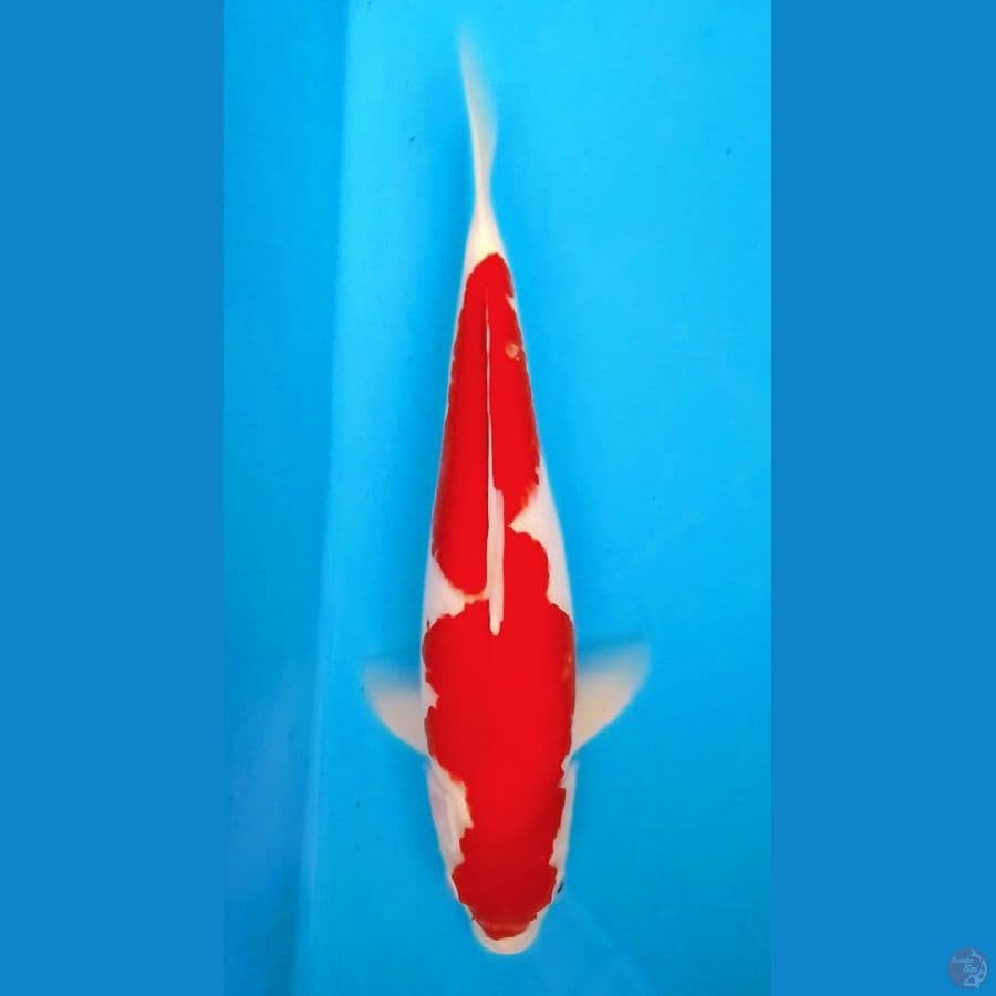 41cm HQ Kohaku (F)