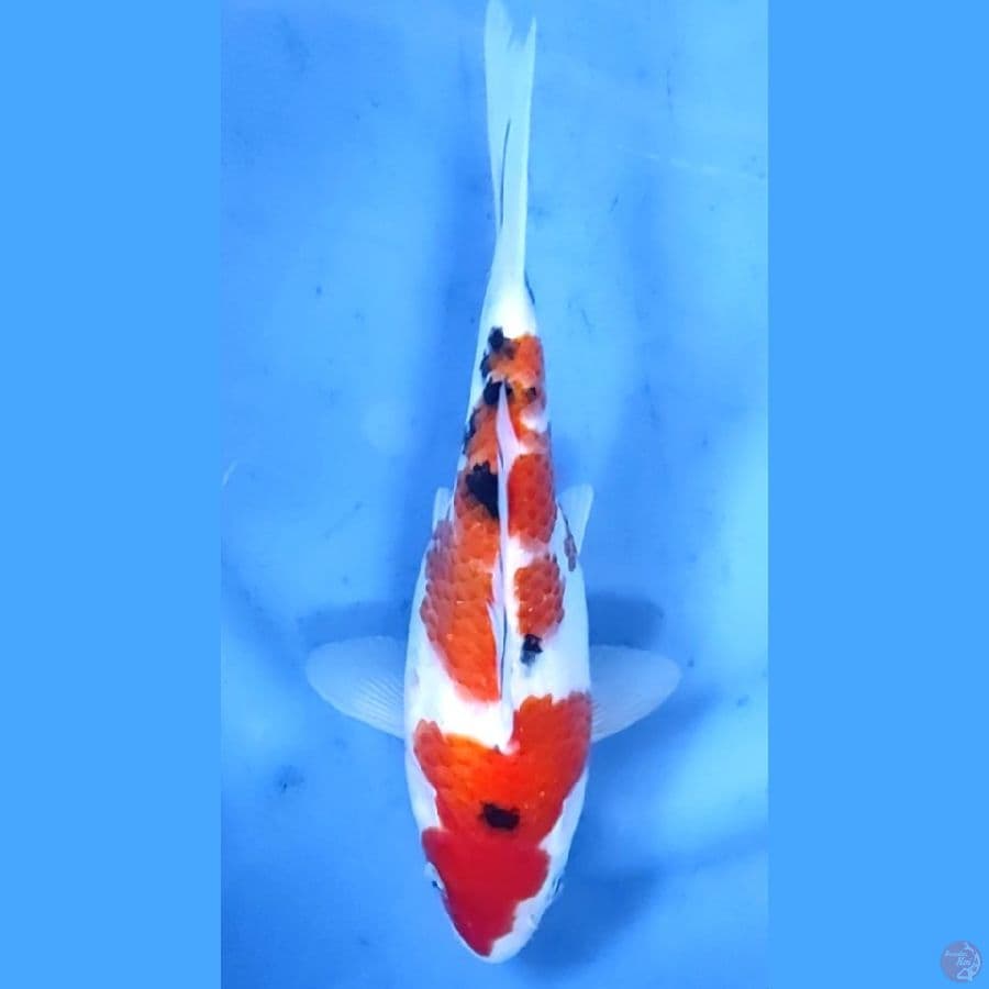 23CM # SHORT BODY - F
