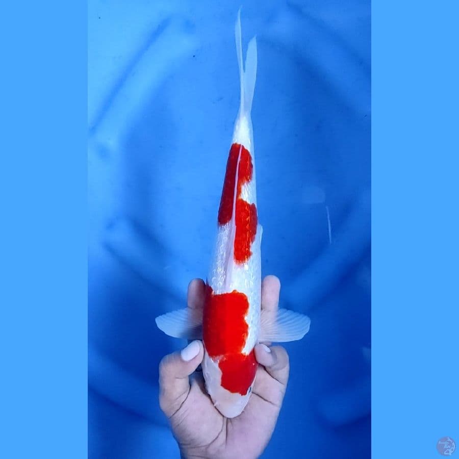 31CM # KOHAKU GINRIN STRONG - M