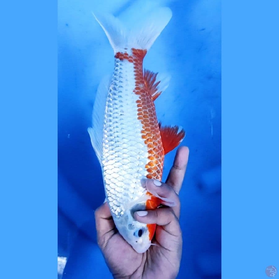 30CM # HANA STRONG SEIMBANG - M