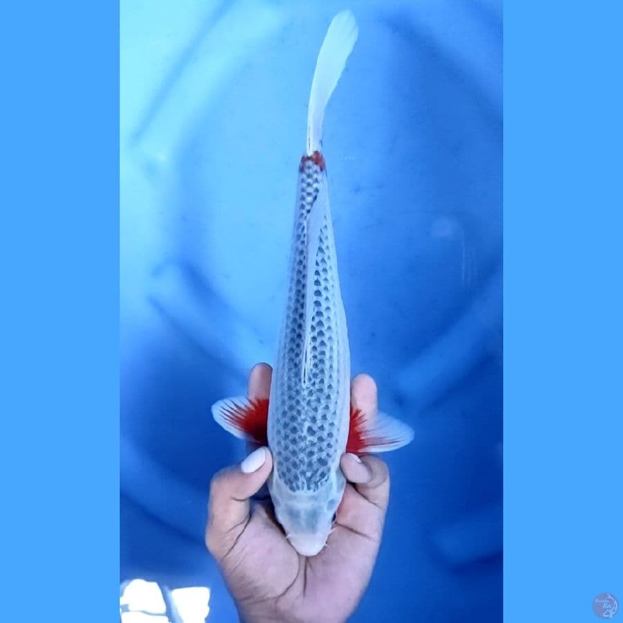 30CM # HANA STRONG SEIMBANG - M