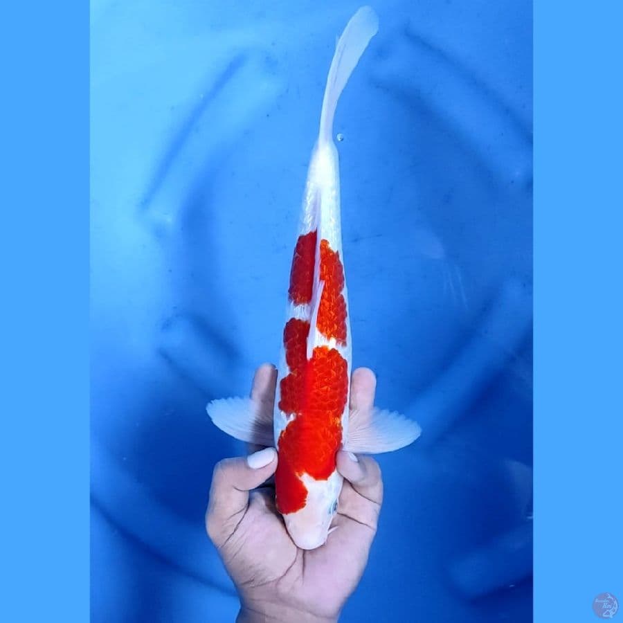 31CM # KINGINRIN KOHAKU - M