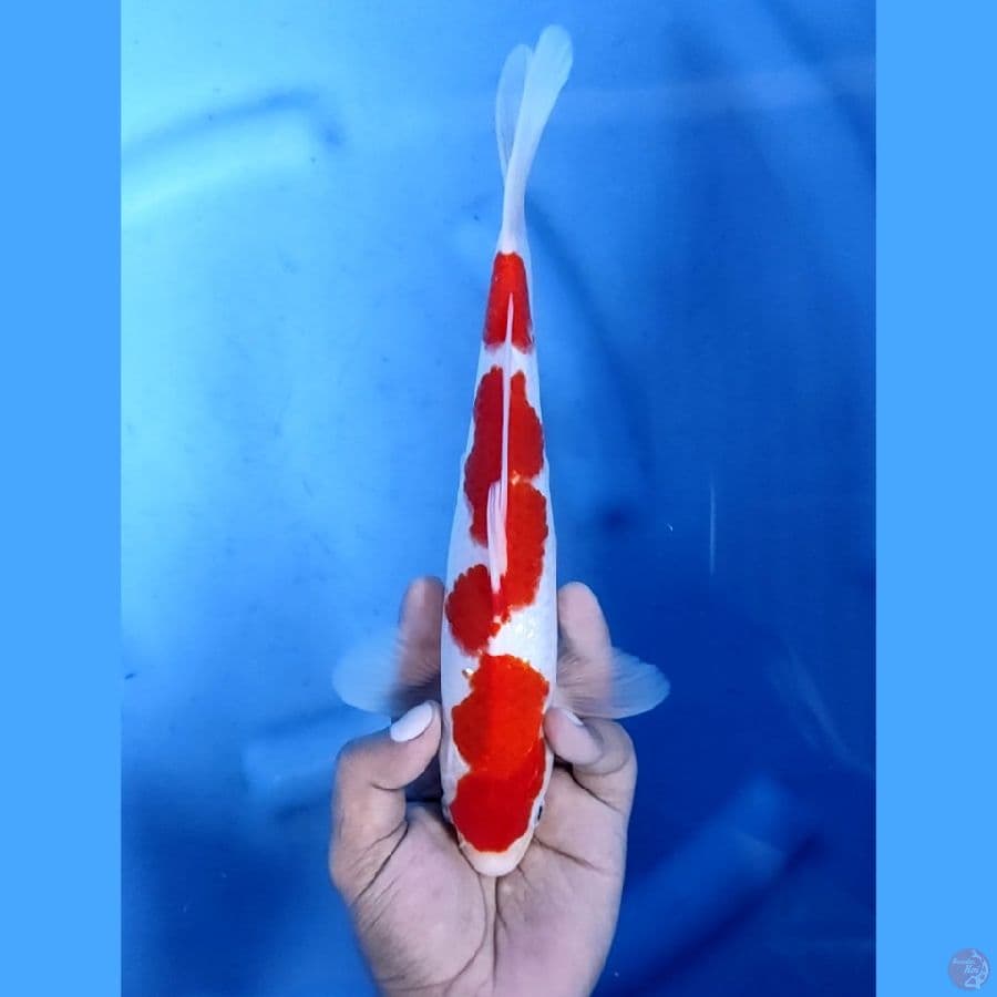 27CM # KOHALU - M