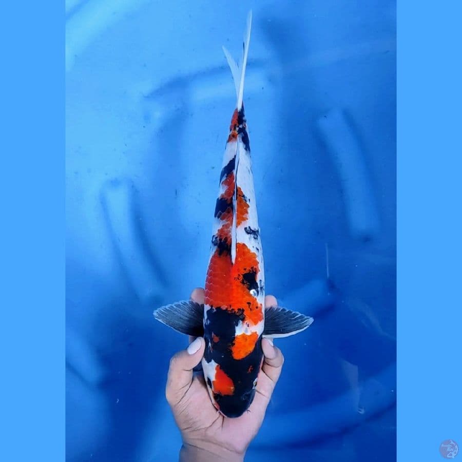 38CM # SHOWA SHANSOKU - M
