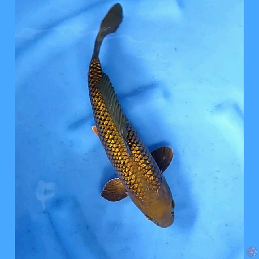 34CM # CHAGOI GINRIN - F