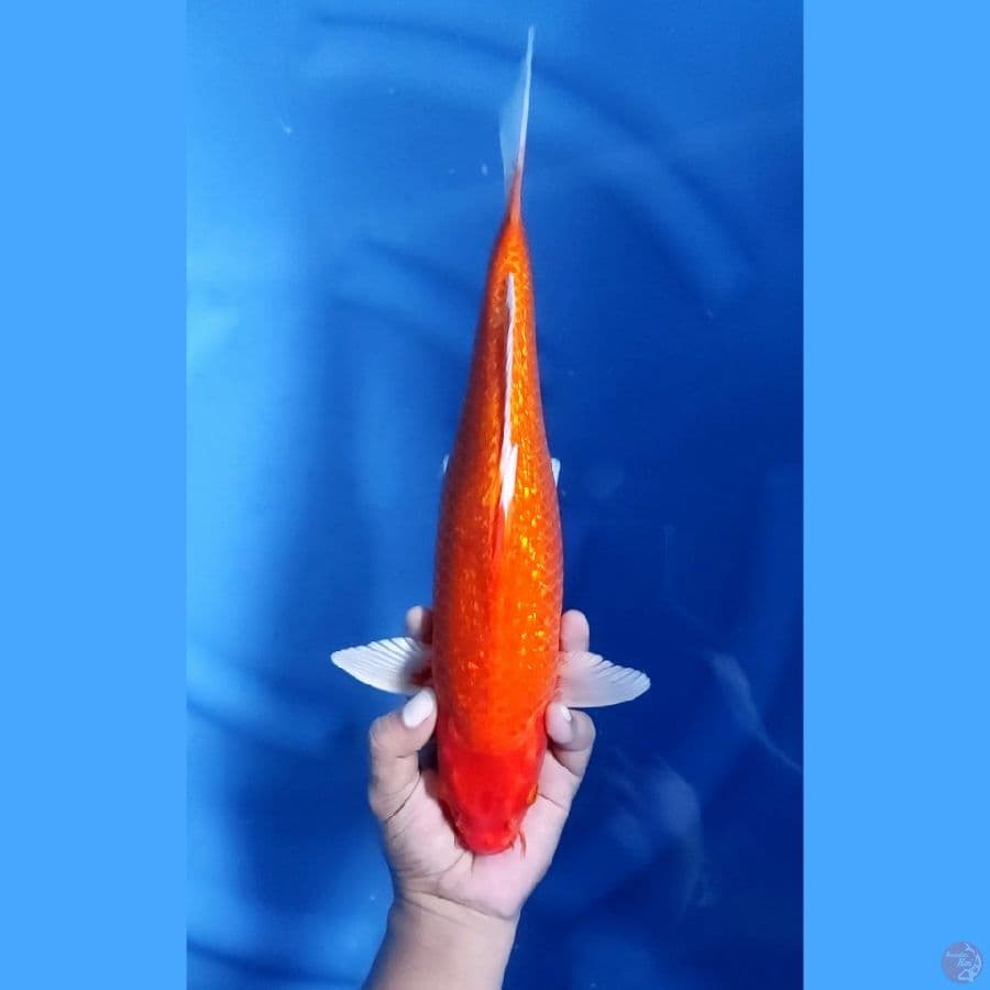 36CM # HAJIRO HIKARI - M