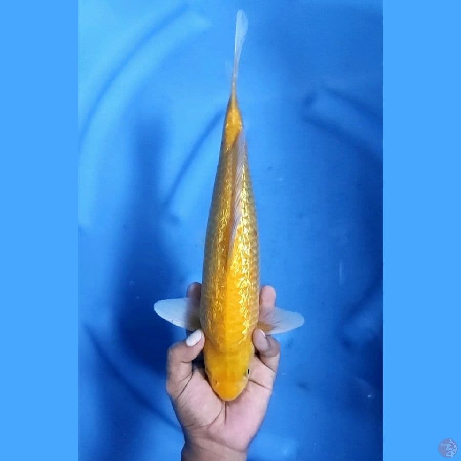 34CM # KARASHI GINRIN - M