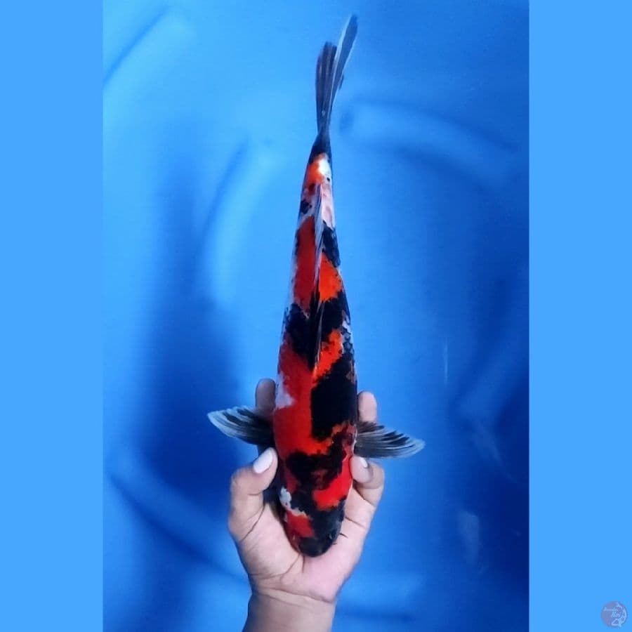 35CM # SHOWA SPESIAL - M