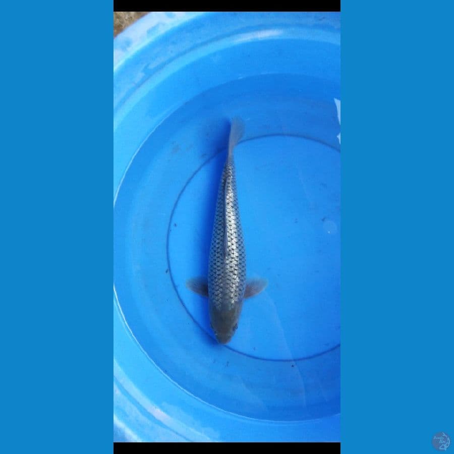 black diamond punuk 36 cm