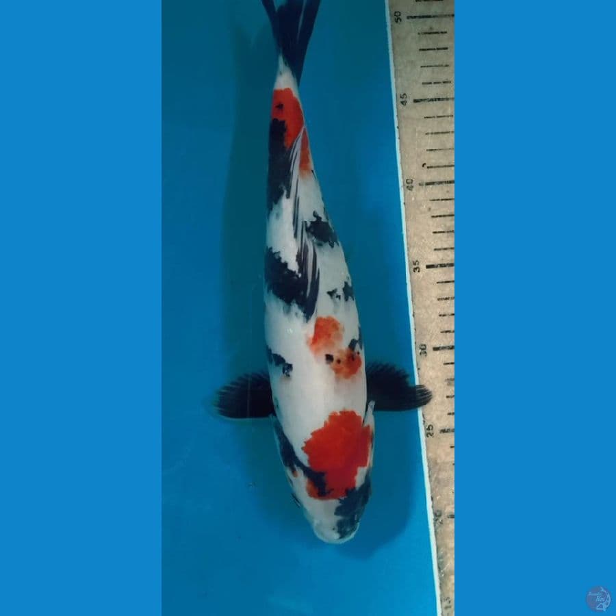 showa