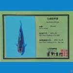 Shusui Yamaju 45cm
