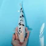 38cm BEKKO doitsu sulum