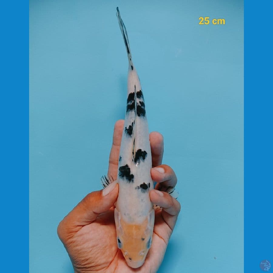 bekko 25 cm
